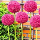 100 seeds Allium giganteum Allium Flower Plants Beautiful Flower Plantas