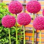100 seeds Allium giganteum Allium Flower Plants Beautiful Flower Plantas