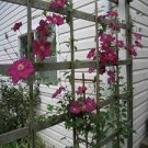 100 seeds Clematis Flowers Mixed Clematis Flores Potted Clematis Garden Flower Perennial Planting