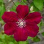 100 seeds Clematis Flowers Mixed Clematis Flores Potted Clematis Garden Flower Perennial Planting