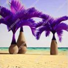 20 seeds Japan Blue Bottle Palm Plants Multi-Color Exotic Plants Tree Balcony Bonsai