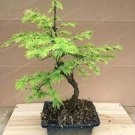 100 seeds Larch Bonsai Larix Tree Bonsai New Arrival Home Garden Plant
