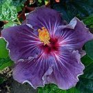 20 seeds Giant Purple Hibiscus Flower Seeds