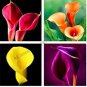 100 seeds Calla lily seeds perennial potted plant for home & garden decoration