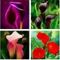 100 seeds Calla lily seeds perennial potted plant for home & garden decoration