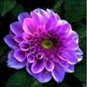 100 seeds Gorgeous Dahlia Flower (Not Dahlia Bulbs) Beautiful Dahlia Bonsai Flower