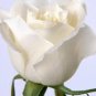200 seeds White Carnation Bonsai Potted Courtyard Garden Roof Plants