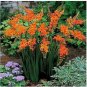 100 seeds Orange Daffodil Seeds Garden Narcissus Flower