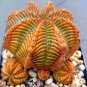 100 seeds Real Mini Euphorbia obesa Flores Perennial Plant