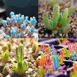 100 seeds Monilaria Obconica Seeds Natural Hybrid Little Rabbit Succulent Plants Seeds