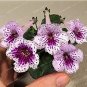 100 seeds Gloxinia Seeds Perennial Bonsai Flower