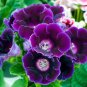 100 seeds Gloxinia Seeds Perennial Bonsai Flower