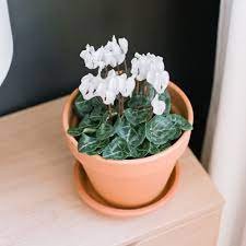 100 seeds New Cyclamen Flower