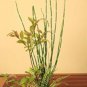 50 seeds rare mini black moso bamboo seeds pack Bambusa Lako tree seeds