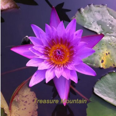 1 seeds Dark Purple Water Lily Hybrid Pond Plant Lotus