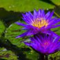 1 seeds Dark Purple Water Lily Hybrid Pond Plant Lotus