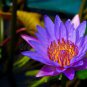 1 seeds Dark Purple Water Lily Hybrid Pond Plant Lotus