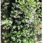 100 seeds Rare Climbing Jasmine Flower Seeds