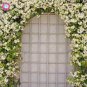 100 seeds Rare Climbing Jasmine Flower Seeds