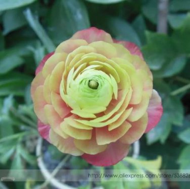 5 seeds Rare 'Sang Ye Mudan' Red Pink Yellow Green Peony Plant