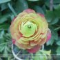5 seeds Rare 'Sang Ye Mudan' Red Pink Yellow Green Peony Plant