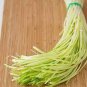 50 seeds Hotbed Chives Chinese Yellow Chives NON-GMO Great Vegetables