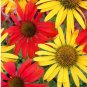 100 seeds Mixed Yellow Red Rose Red Echinacea Coneflower