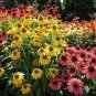 100 seeds Mixed Yellow Red Rose Red Echinacea Coneflower
