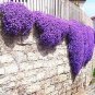 100 seeds MIXED Creeping Thyme Seeds Rare Color Rock Cress