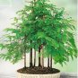 50 seeds 'Grove' Dawn Redwood Bonsai Tree F1