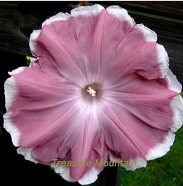20 seeds Morning Glory Chocolate Rare color Huge Flower