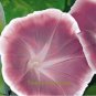 20 seeds Morning Glory Chocolate Rare color Huge Flower