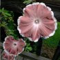 20 seeds Morning Glory Chocolate Rare color Huge Flower
