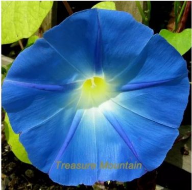 50 seeds Dark Blue Morning Glory Seeds Ipomoea Tricolor 'Heavenly Blue' Very Easy to Grow