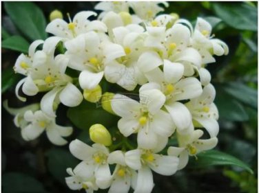 200 seeds White Orange Jasmine Kamuning Seeds, Hedging Garden Plants