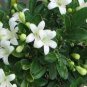 200 seeds White Orange Jasmine Kamuning Seeds, Hedging Garden Plants
