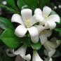 200 seeds White Orange Jasmine Kamuning Seeds, Hedging Garden Plants