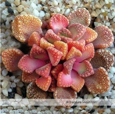 10 seeds Genuine Titanopsis Variegata Seeds
