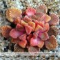 10 seeds Genuine Titanopsis Variegata Seeds