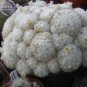 10 seeds Mammillaria Plumosa Feather Cactus Seeds