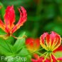 100 seeds Lilium Brownii Heirloom Lily Perennial Flower