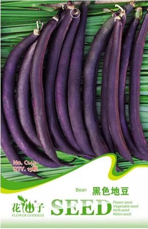 15 Seeds Dark Bush Bean 'Royal Burgundy' Phaseolus vulgaris
