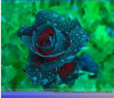 50 seeds Rsychic Rose Seeds