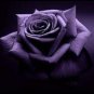50 seeds Rsychic Rose Seeds