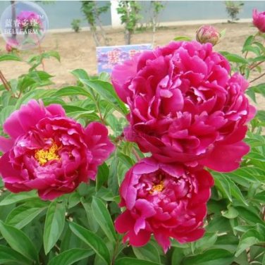 5 seeds Peony Dark Purple Big Blooms Flower Seeds flower diameter 50cm