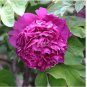 5 seeds Peony 'Shou An Hong' Dark Purplish Red Flower Seeds