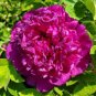 5 seeds Peony 'Shou An Hong' Dark Purplish Red Flower Seeds