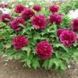 5 seeds Peony 'Shou An Hong' Dark Purplish Red Flower Seeds