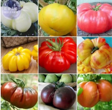 100 seeds Tomato Mixed Giant Vegetable Seeds
