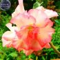 2 seeds Orange Light Rose Pink Adenium Desert Rose Flower Seeds
